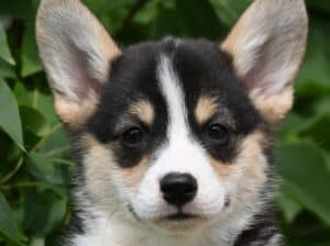 Velski korgi Welsh Corgi Pembroke