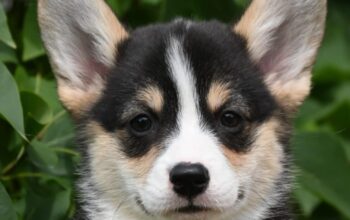 Velski korgi Welsh Corgi Pembroke
