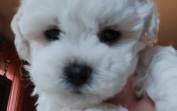 Stenci kovrdzavog bisona