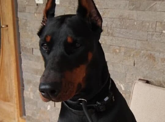 Doberman stenci na prodaju