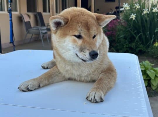Na prodaju žensko štene Shiba inu