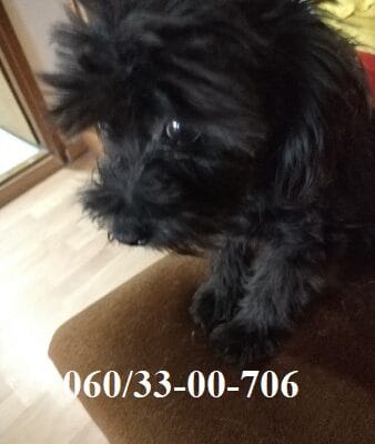 Maltipoo štene