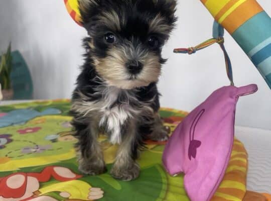 Yorkshire Terrier štenci