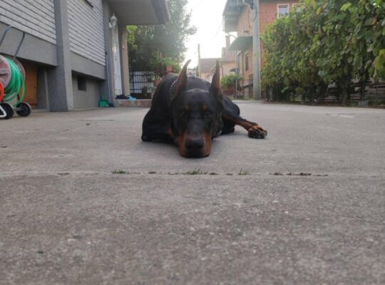 Doberman stenci na prodaju