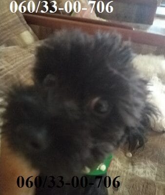 Maltipoo štene