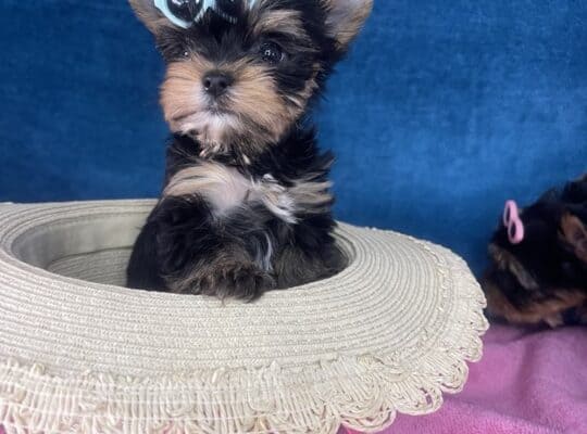 Yorkshire Terrier štenci
