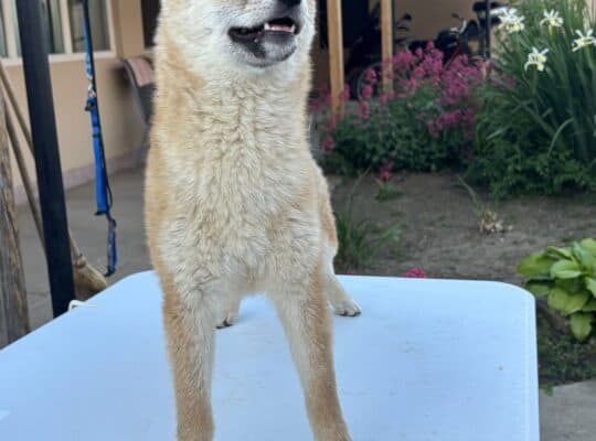 Na prodaju žensko štene Shiba inu