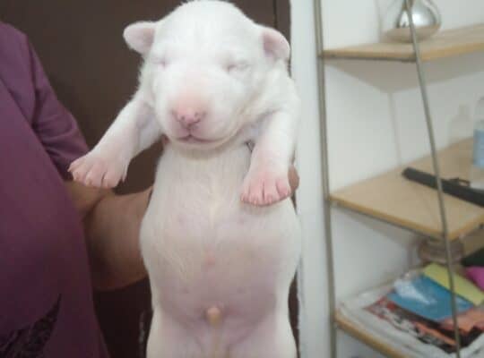 Sinai State kennel new litter