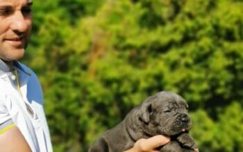 Cane Corso Kane Korso štenci