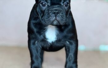 Francuski Buldog prelepi štenci
