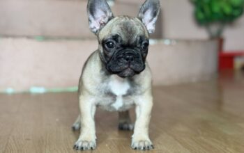 Francuski Buldog vrhunski stenci