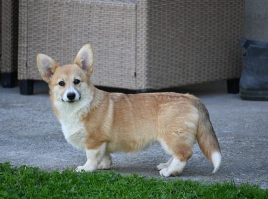 Velski korgi/Welsh Corgi Pembroke