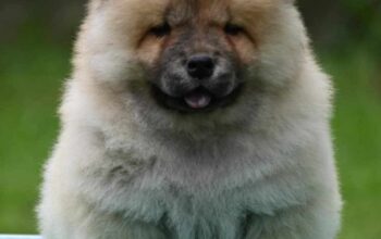 Chow Chow Cau Cau Čau Čau