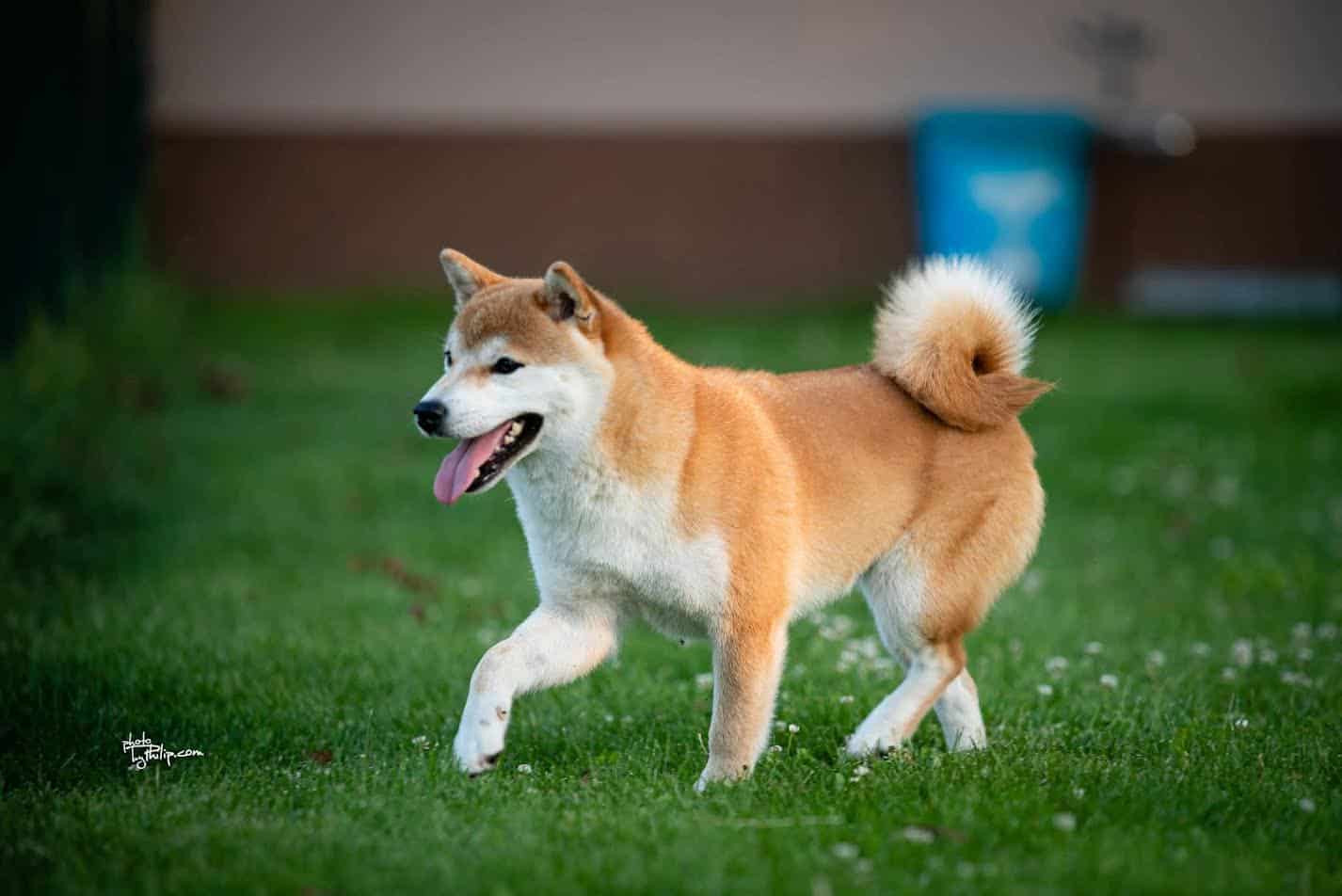 Simpa Inu Shiba inu (šiba inu) štenci - MyPets