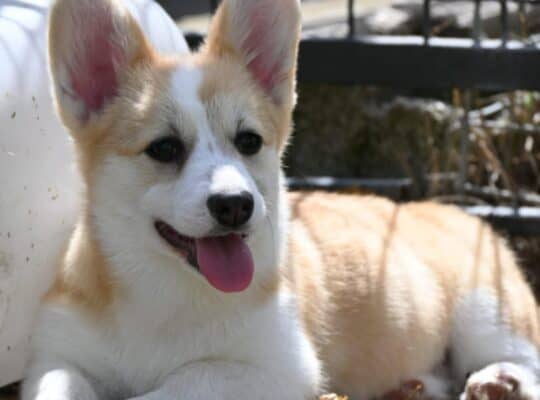 Velski korgi Welsh Corgi Pembroke