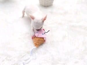 Adorable chihuahua puppies