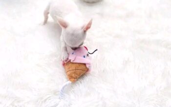 Adorable chihuahua puppies