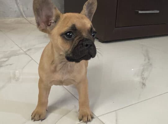 Francuski buldog štene