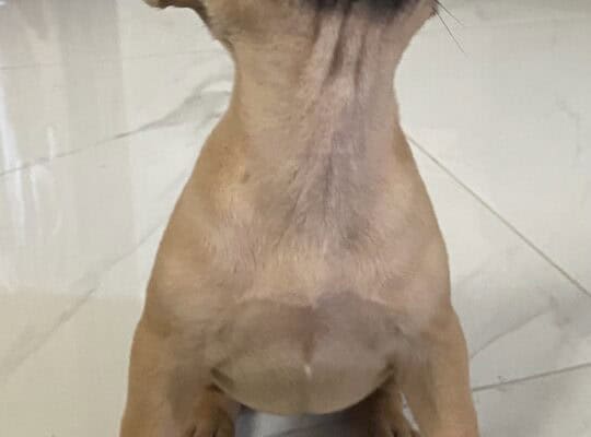 Francuski buldog štene