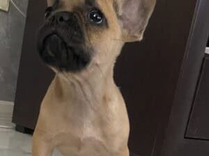 Francuski buldog štene