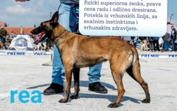 Štenci Belgijski ovčar Malinoa
