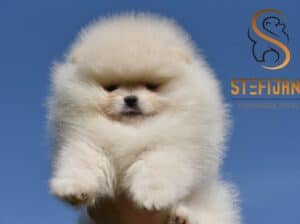 Pomeranac Boo štenci