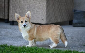 Velski korgi/Welsh Corgi Pembroke