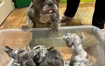 Frenchies available