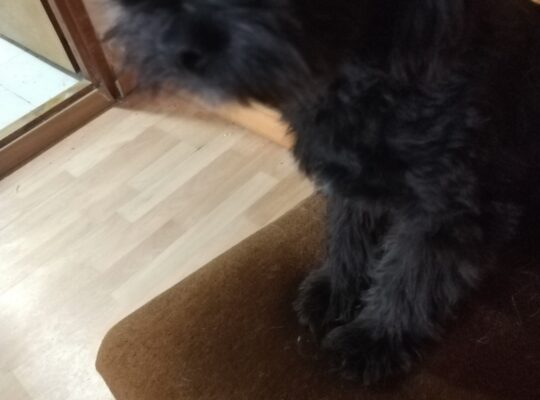 Maltipoo štene