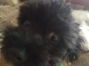 Maltipoo štene