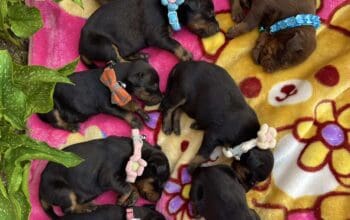 Doberman prelepi stenci