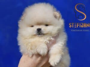 Pomeranac Boo štenci