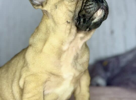 Francuski Buldog prelepi štenci