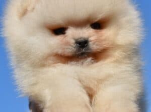 Pomeranac Boo štenci