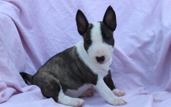 Mini Bull terijer štenci