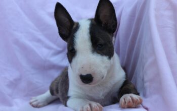 Mini Bull terijer štenci