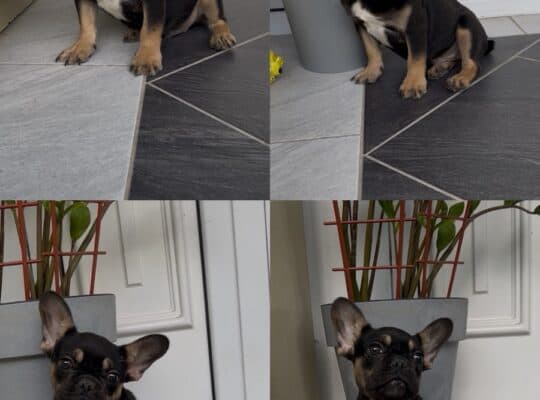 Francuski Buldog black & tan musko stene