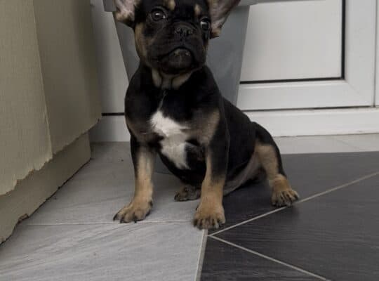 Francuski Buldog black & tan musko stene