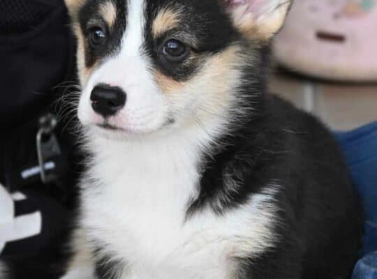 Velski korgi Welsh Corgi Pembroke
