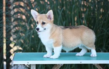 Velski korgi Welsh Corgi Pembroke
