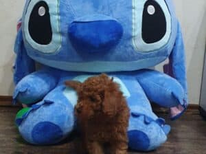Toy/mini crvene pudle