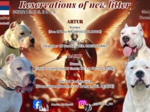 Dogo Argentino štenci