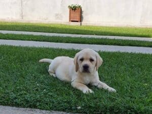 Labrador stenci