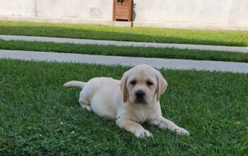 Labrador stenci