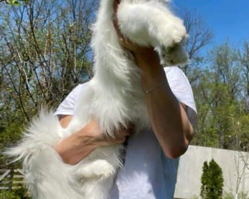 Maine Coon mačići