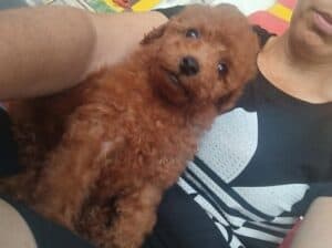 Crvena toy pudla 