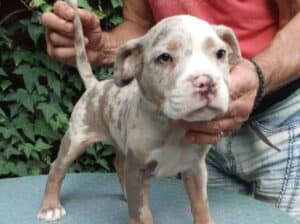American bully (Američki buli)