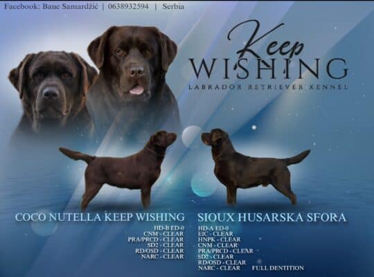Stenci Labrador retrivera