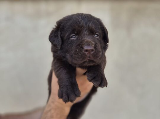 Stenci Labrador retrivera