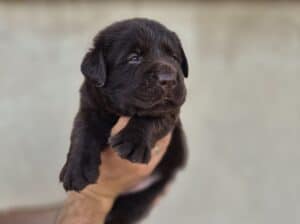 Stenci Labrador retrivera